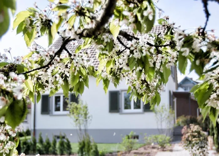 Hirschen Horn Gaienhofen (Baden-Wurttemberg)